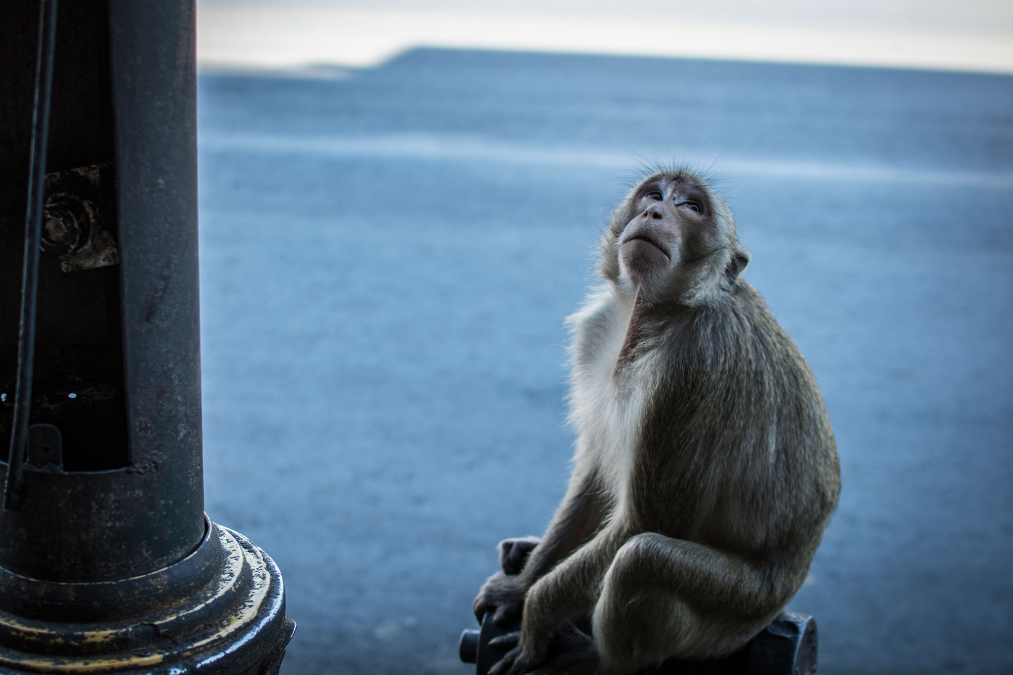 Lopburi Street Monkey